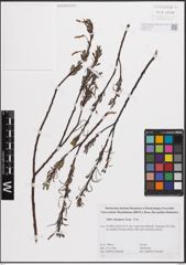 Foto von Salix eleagnos Scop.
